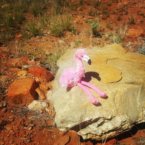 Pinko dans désert